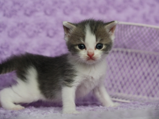 スコティッシュフォールドの子猫画像