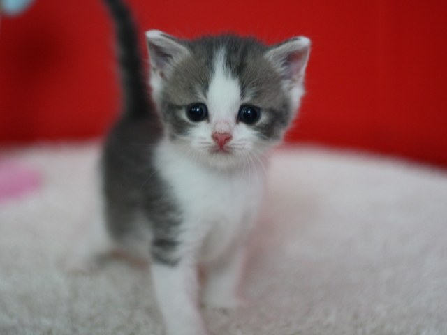 スコティッシュフォールドの子猫画像