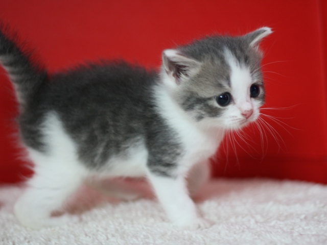 スコティッシュフォールドの子猫画像