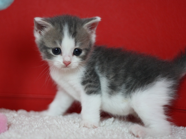 スコティッシュフォールドの子猫画像