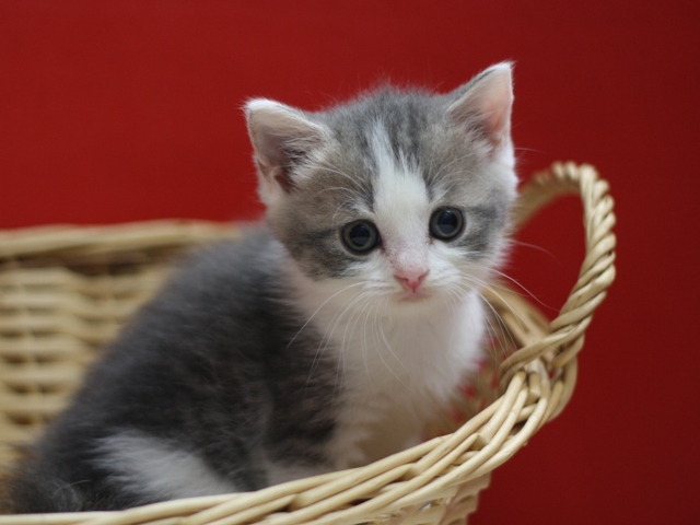 スコティッシュフォールドの子猫画像