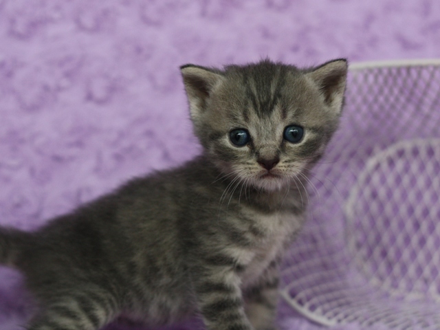 スコティッシュフォールドの子猫画像