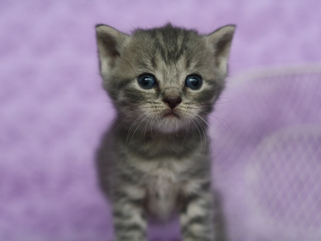 スコティッシュフォールドの子猫画像