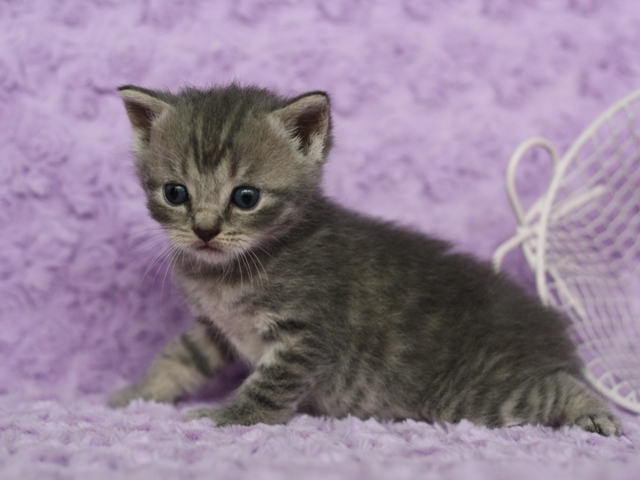 スコティッシュフォールドの子猫画像