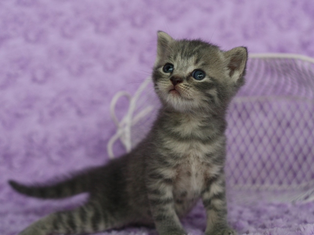 スコティッシュフォールドの子猫画像