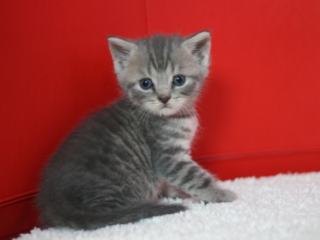 スコティッシュフォールドの子猫画像