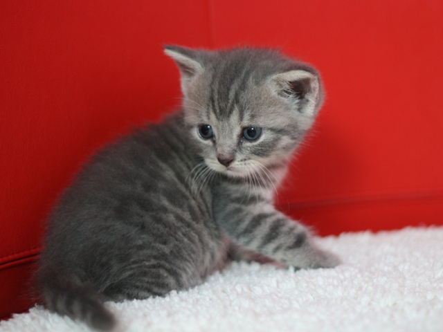 スコティッシュフォールドの子猫画像