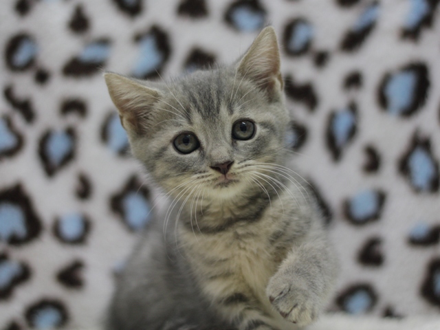 スコティッシュフォールドの子猫画像
