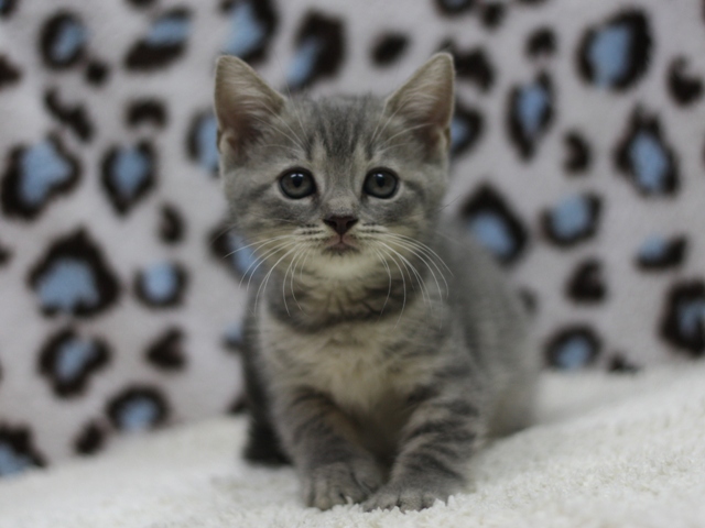 スコティッシュフォールドの子猫画像