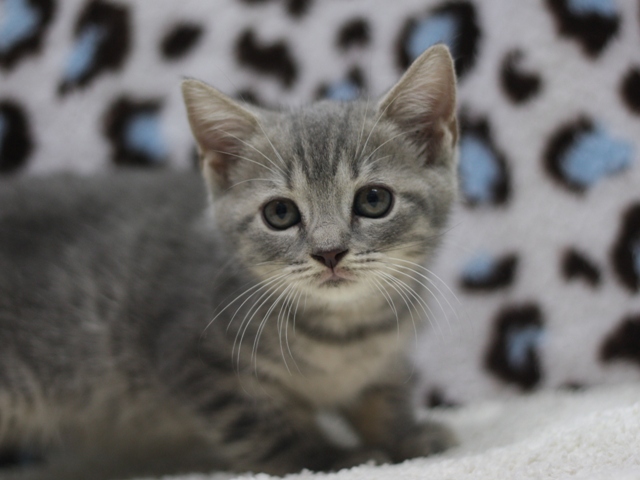 スコティッシュフォールドの子猫画像