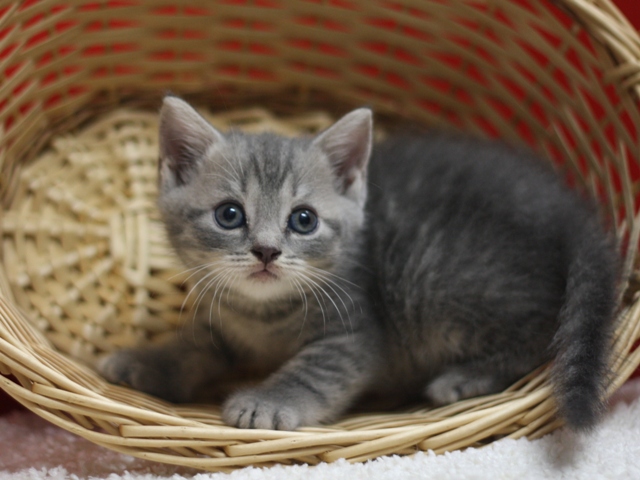 スコティッシュフォールドの子猫画像