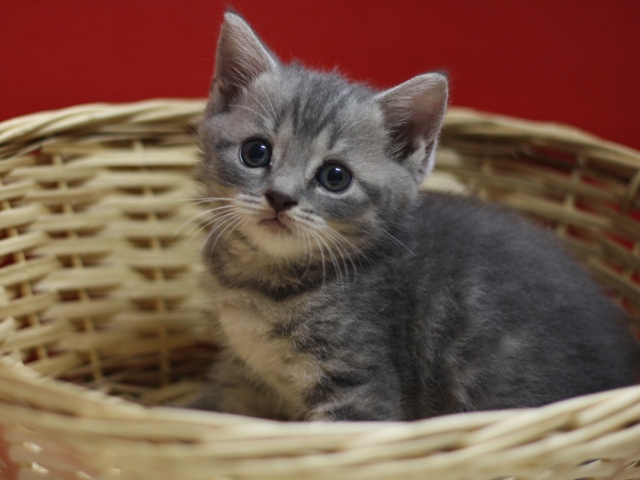 スコティッシュフォールドの子猫画像