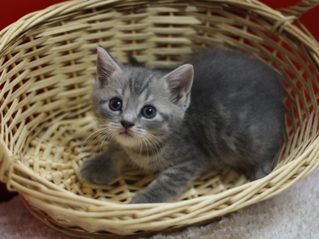 スコティッシュフォールドの子猫画像