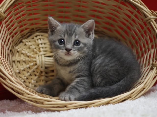 スコティッシュフォールドの子猫画像