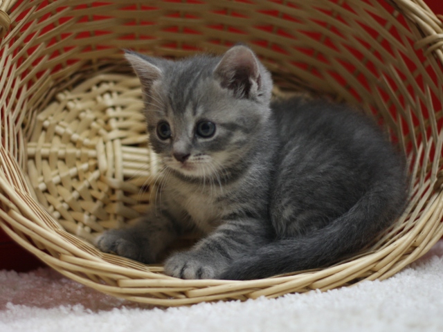 スコティッシュフォールドの子猫画像
