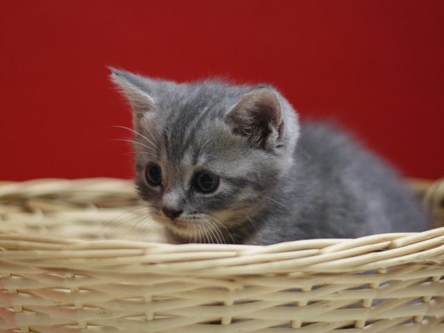 スコティッシュフォールドの子猫画像