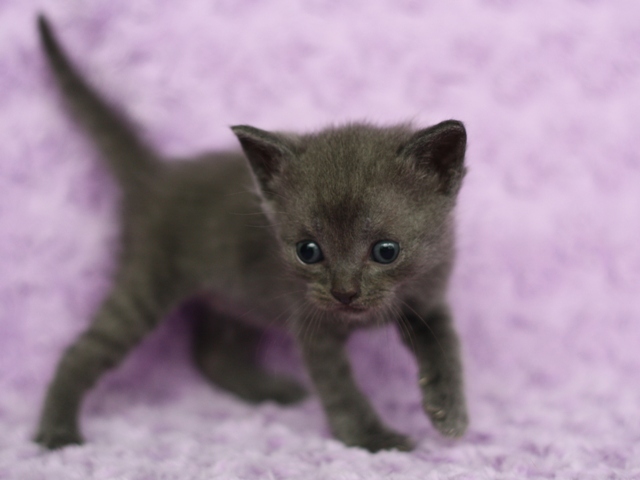 スコティッシュフォールドの子猫画像