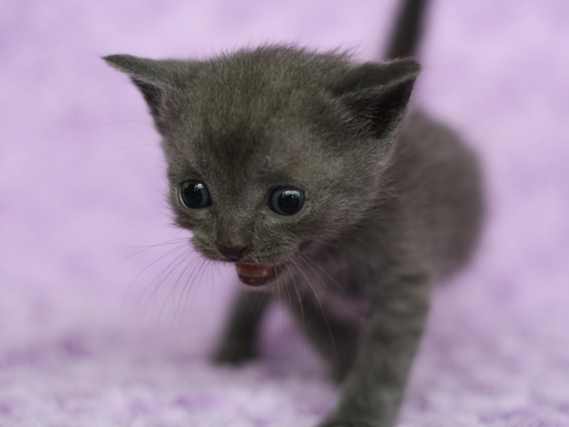 スコティッシュフォールドの子猫画像