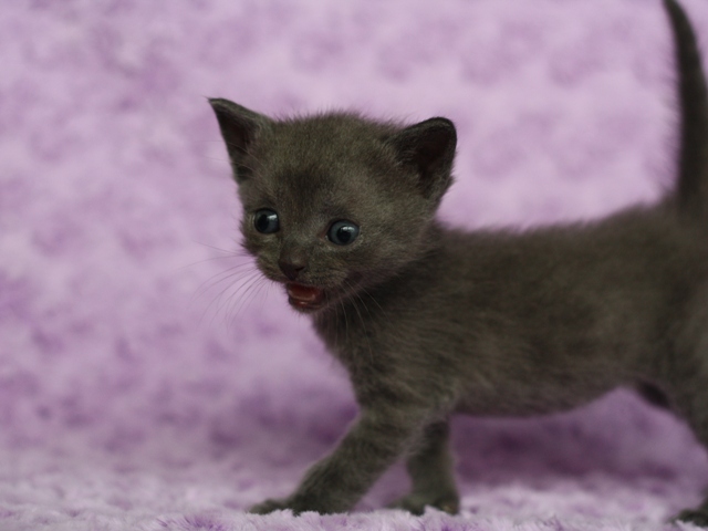 スコティッシュフォールドの子猫画像