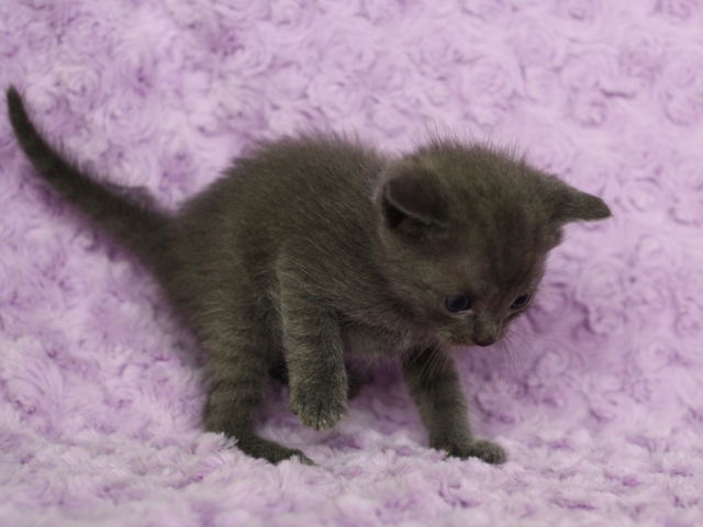 スコティッシュフォールドの子猫画像