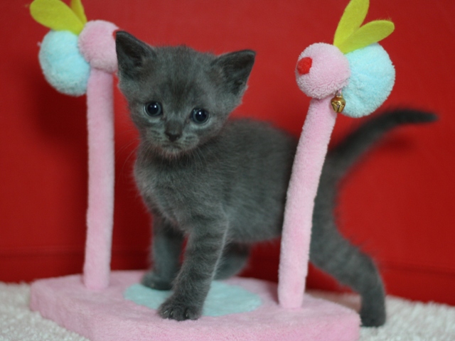スコティッシュフォールドの子猫画像