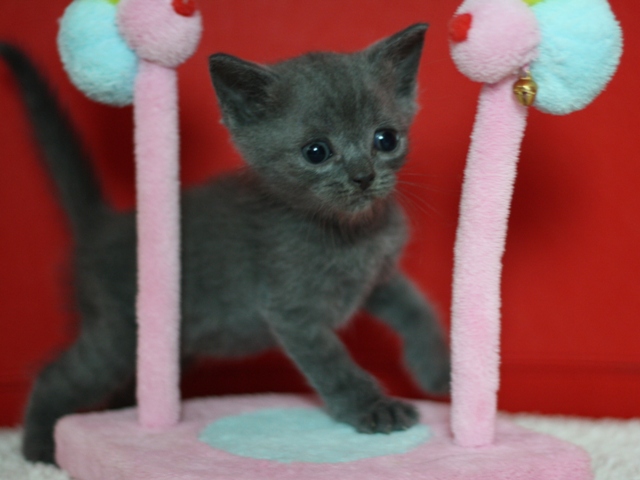 スコティッシュフォールドの子猫画像