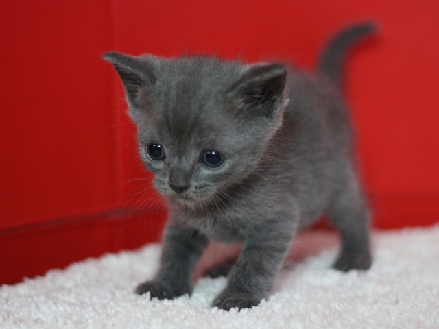 スコティッシュフォールドの子猫画像