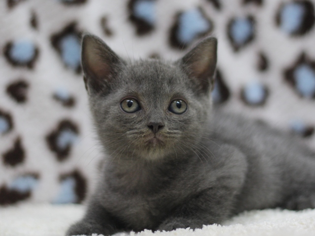 スコティッシュフォールドの子猫画像