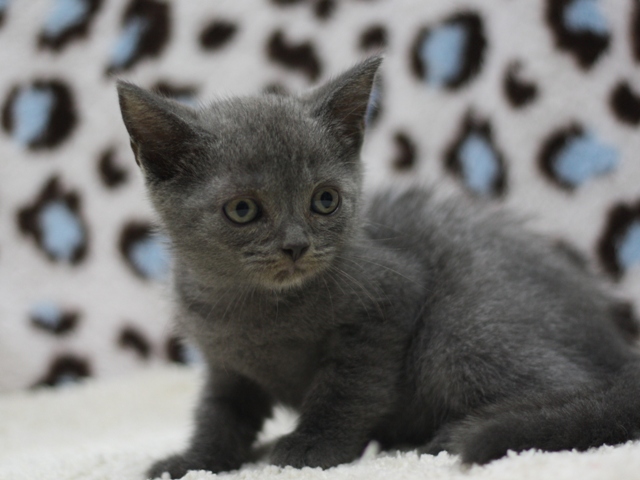 スコティッシュフォールドの子猫画像