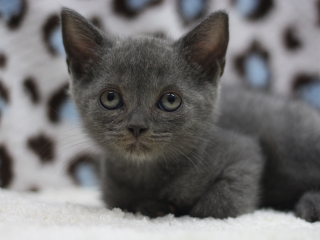 スコティッシュフォールドの子猫画像