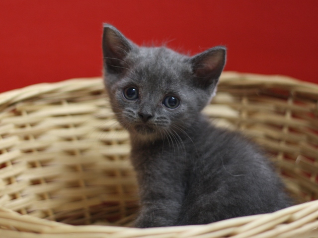 スコティッシュフォールドの子猫画像