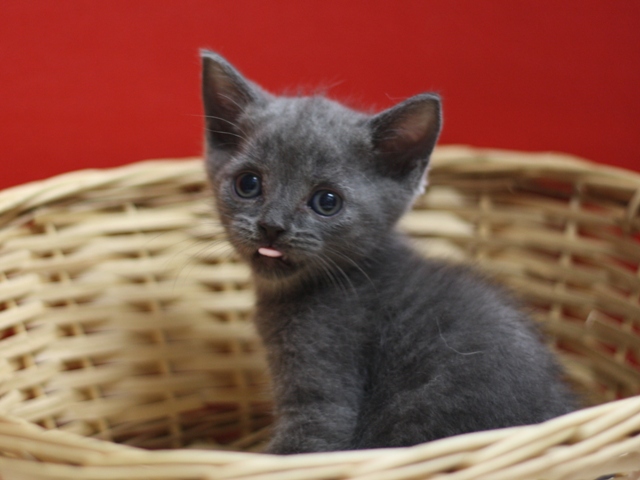 スコティッシュフォールドの子猫画像