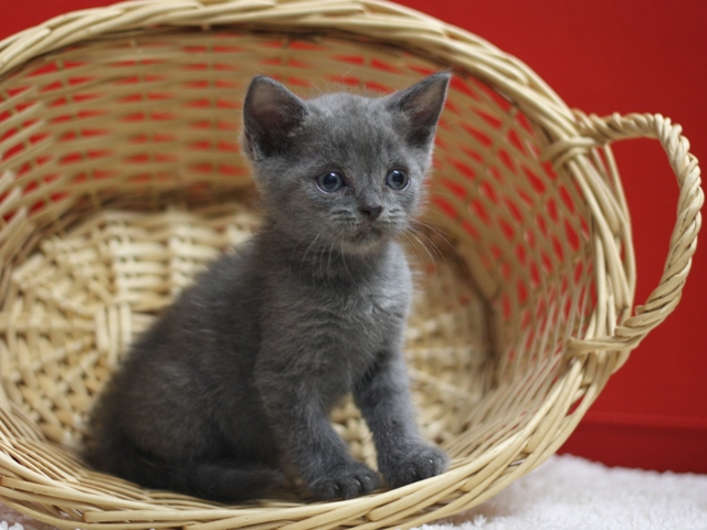 スコティッシュフォールドの子猫画像