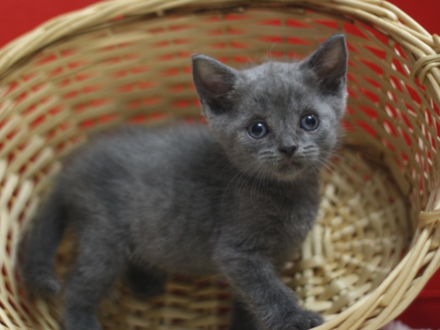 スコティッシュフォールドの子猫画像
