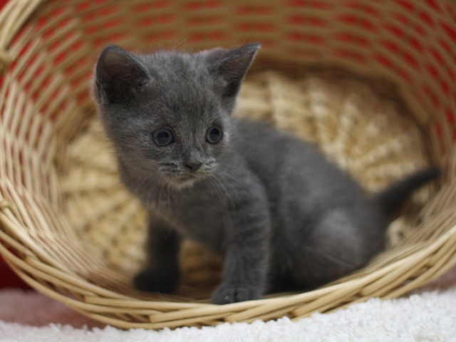スコティッシュフォールドの子猫画像