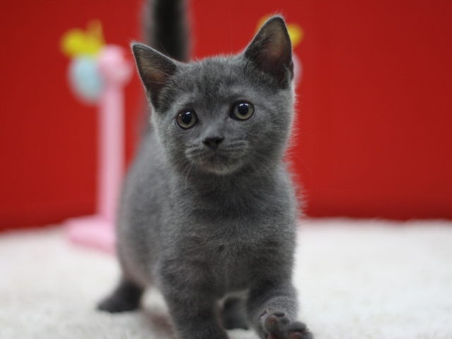 スコティッシュフォールドの子猫画像