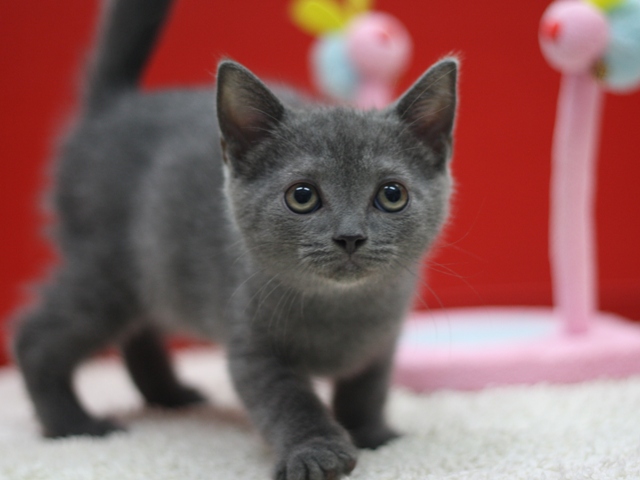 スコティッシュフォールドの子猫画像