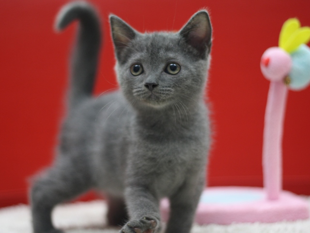 スコティッシュフォールドの子猫画像