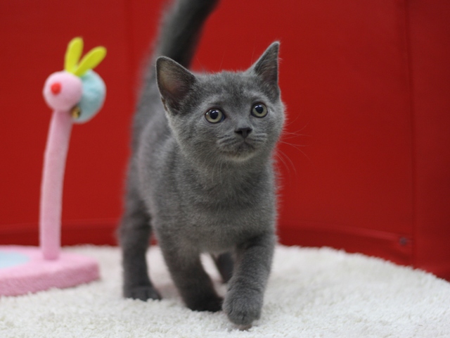 スコティッシュフォールドの子猫画像