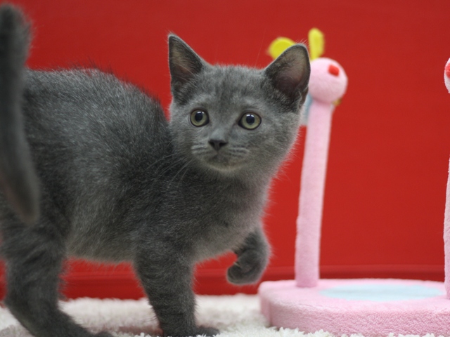 スコティッシュフォールドの子猫画像