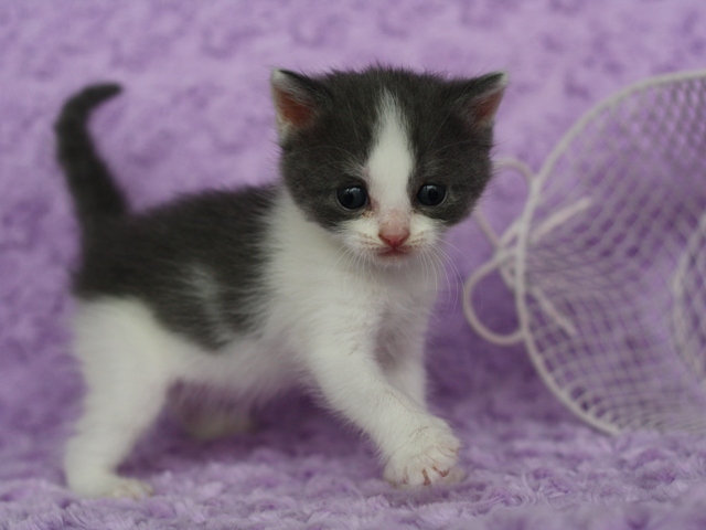 スコティッシュフォールドの子猫画像