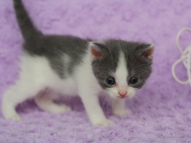スコティッシュフォールドの子猫画像
