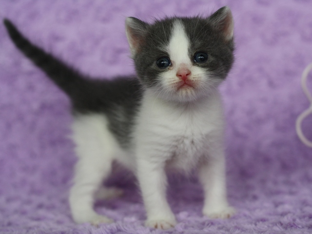 スコティッシュフォールドの子猫画像