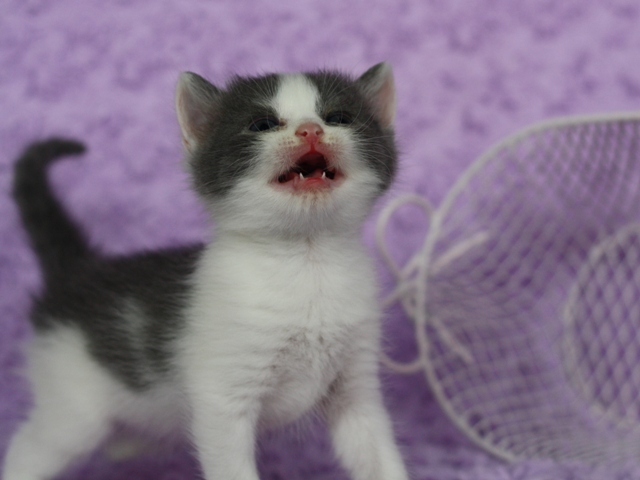 スコティッシュフォールドの子猫画像