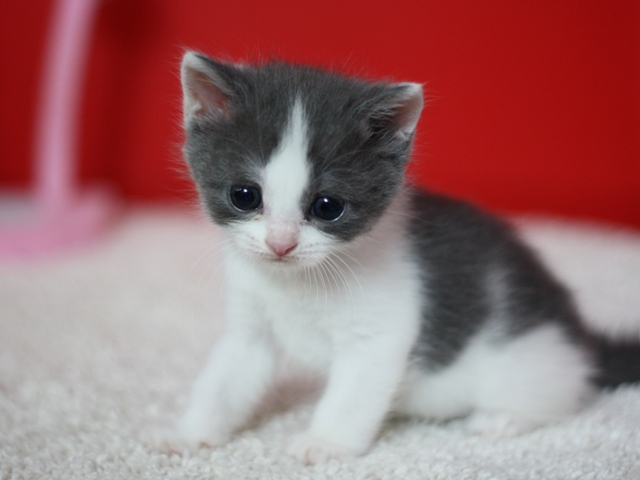 スコティッシュフォールドの子猫画像