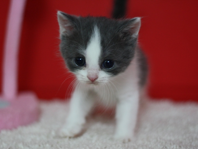 スコティッシュフォールドの子猫画像