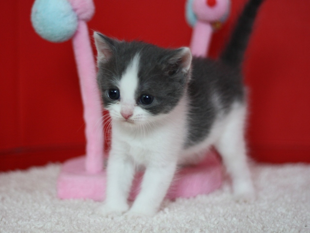 スコティッシュフォールドの子猫画像
