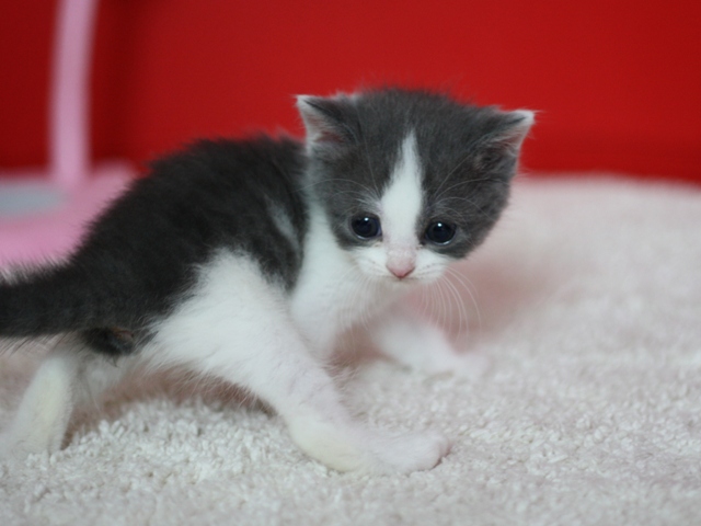 スコティッシュフォールドの子猫画像