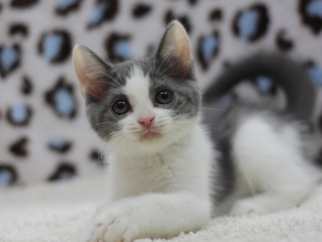 スコティッシュフォールドの子猫画像