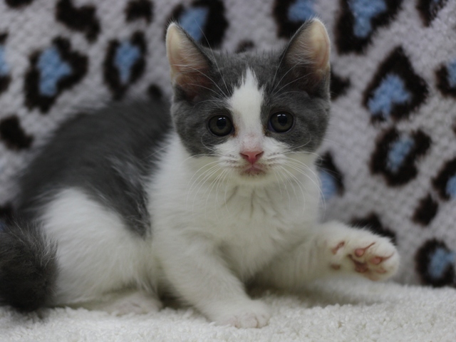 スコティッシュフォールドの子猫画像